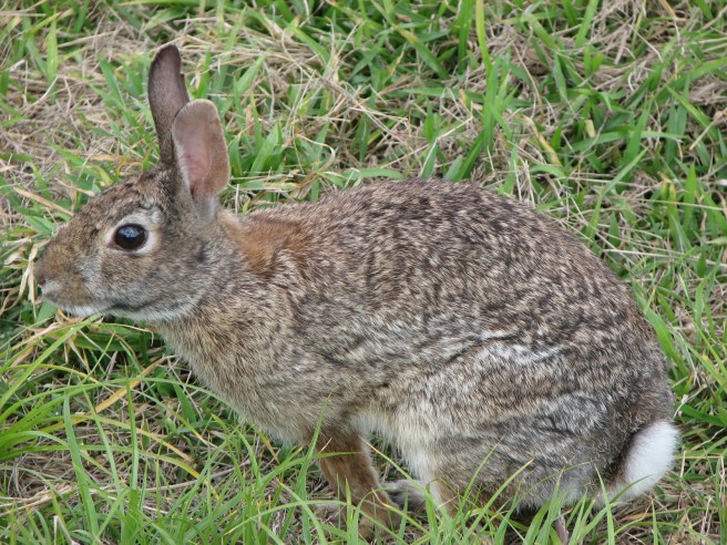 cottontail