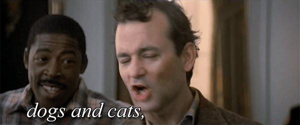 dogs-and-cats-living-together-7uqk