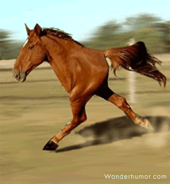 horse-2-legs