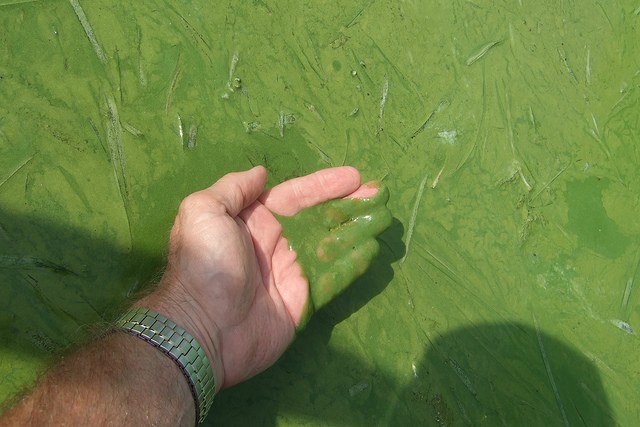 erie algae