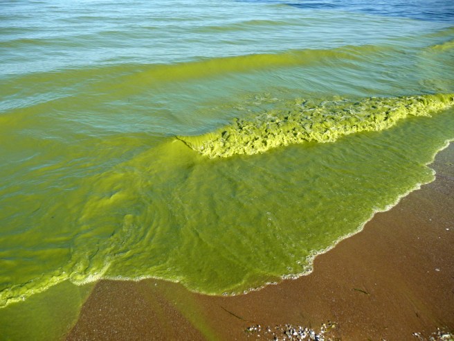 erie algae1