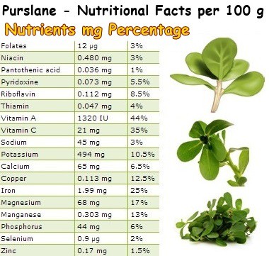 Purslane nutritional