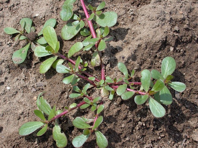 Purslane