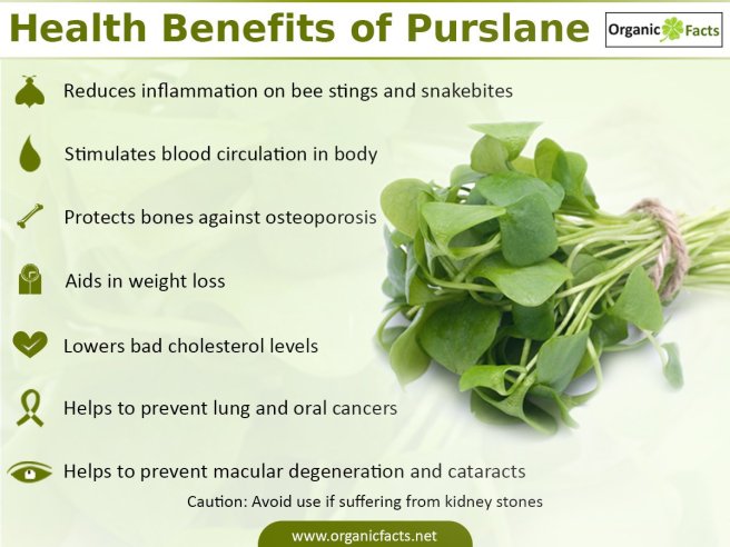 purslaneinfo