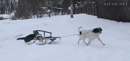 dogsled