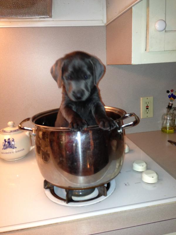 Labrador in a pot