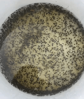 tadpoles cropped.gif