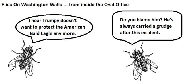 FOWW #120a Bald Eagle