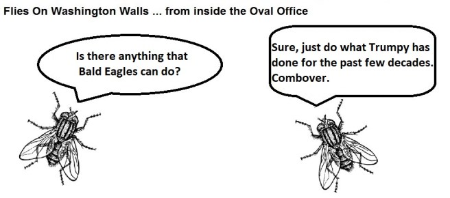 FOWW #120b Bald Eagle