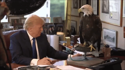 Trump eagle attack