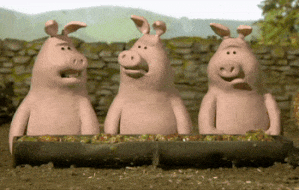 pig