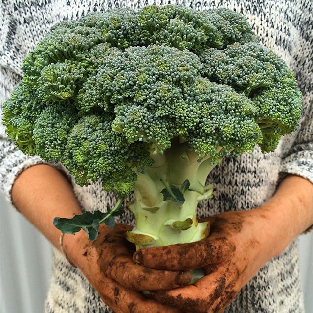 broccoli 3