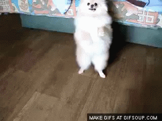 Pomeranian dance