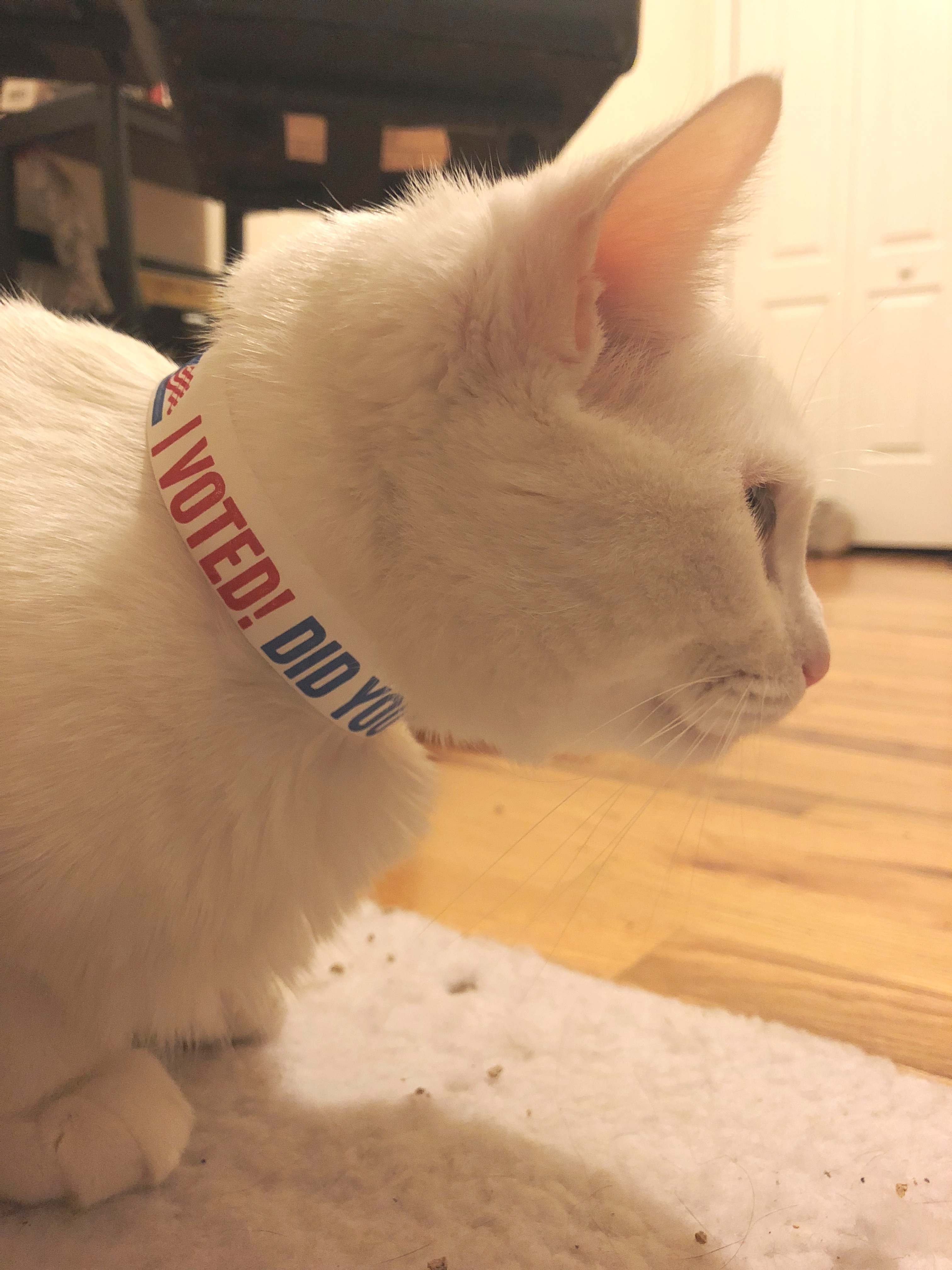 Cat voted