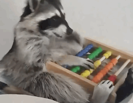 abacus racoon.gif