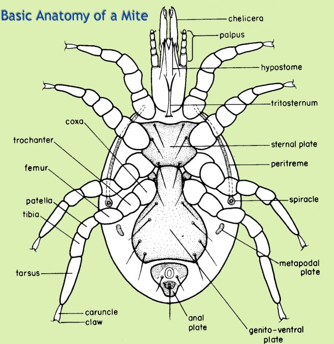 mite anatomy