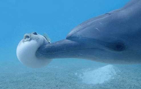 dolphin