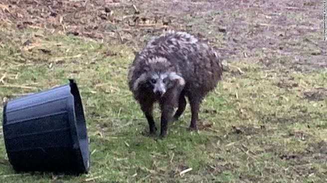 raccoon-dog-uk-exlarge-169