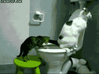 cats toilet
