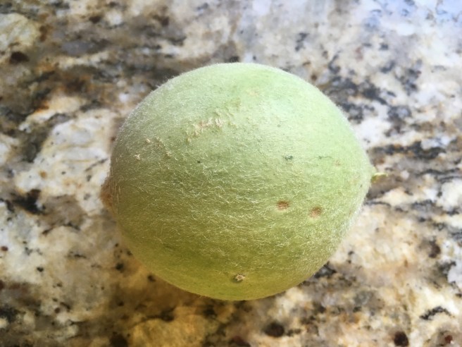 ball-fruit-2.jpg