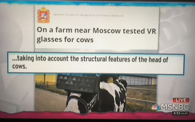 cow.JPG