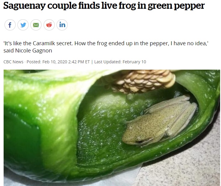 Frog Pepper
