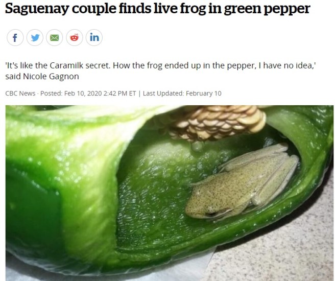 Frog Pepper