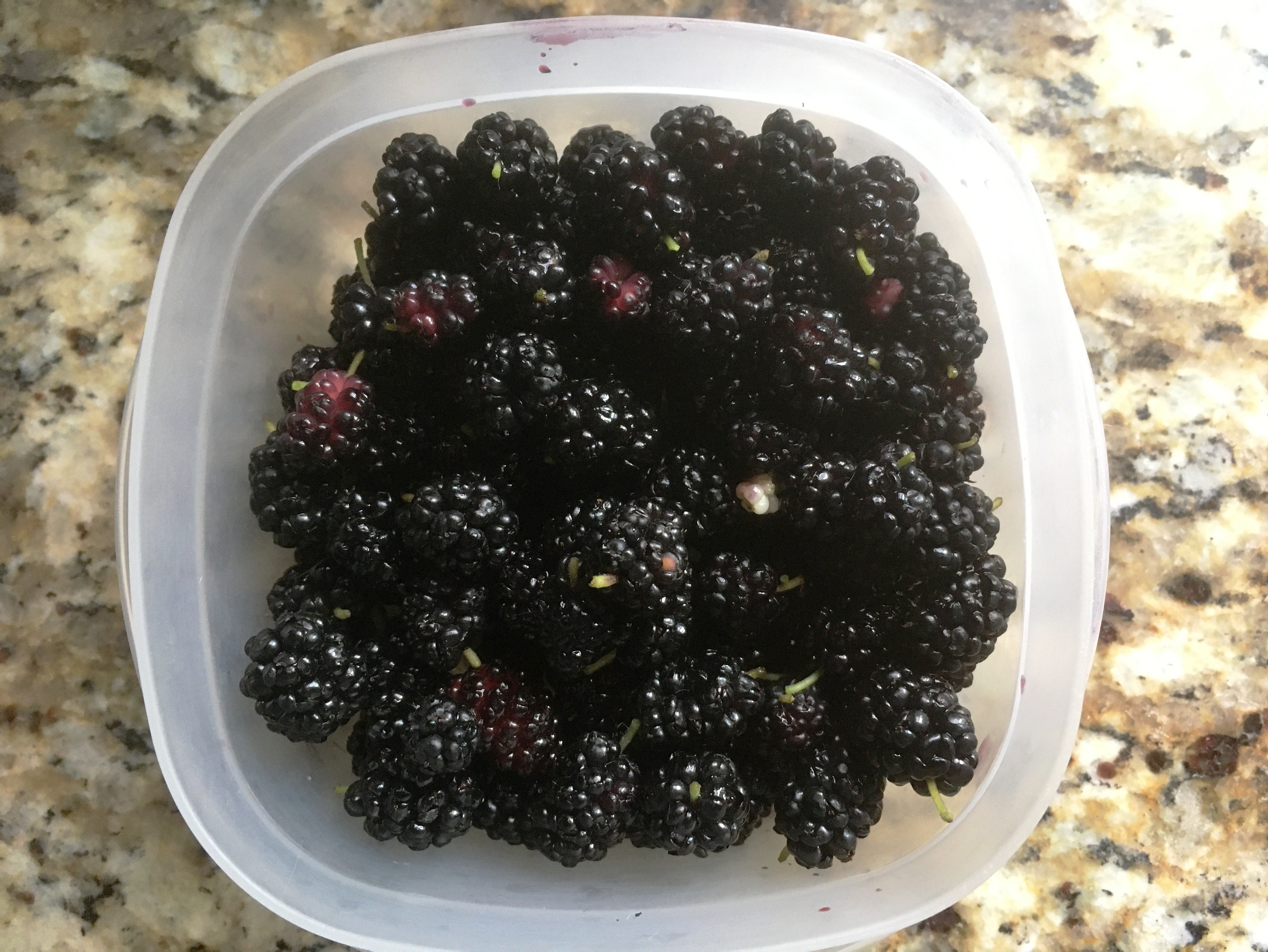 mulberries