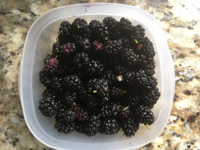 mulberries