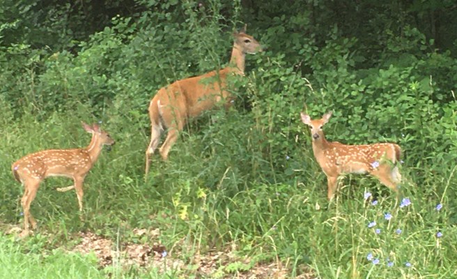 deer family