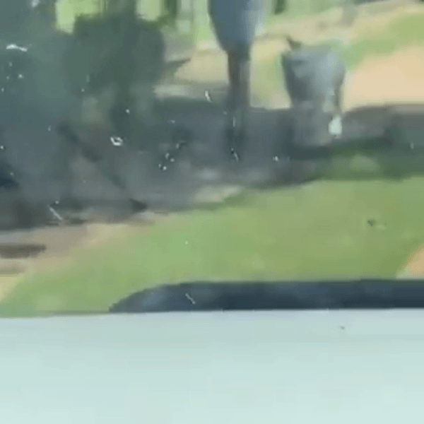 Dog with Bird on Head