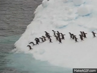 Penguins diving