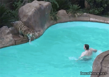 pool pee tiger